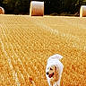 Sathi a rejoint le concours — aidez-le/la à gagner de superbes lots ! agriculture, animal, countryside, dog, farm, golden_hour, golden_retriever, grass, happy, harvest, hay_bales, landscape, outdoor, running, rural, straw, sunlight, trees, wheat_field, white_dog