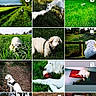 Sathi participe au concours pour gagner de l'argent avec cette photo : animal, canine, dog, field, garden, grass, instagram, nature, outdoor, pet, photo_grid, portrait, profile, puddle, puppy, reflection, screenshots, social_media, white_dog, woodland