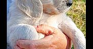 Sathi a rejoint le concours — aidez-le/la à gagner de superbes lots ! adorable, animal, being_held, black_nose, close_up, cute, dog, floppy_ears, fluffy, fur, garden, greenery, human_hand, outdoor, pet, portrait, puppy, sunlight, white_dog, young_animal