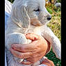 adorable, animal, being_held, black_nose, close_up, cute, dog, floppy_ears, fluffy, fur, garden, greenery, human_hand, outdoor, pet, portrait, puppy, sunlight, white_dog, young_animal