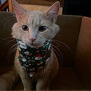 Baby Kitty joined the competition — help win amazing prizes! cat, feline, pet, animal, box, cardboard_box, bandana, holiday, christmas, festive, whiskers, ears, fur, cute, indoor, wooden_background, closeup, sitting, curious, domestic_animal