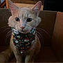 cat, feline, pet, animal, box, cardboard_box, bandana, holiday, christmas, festive, whiskers, ears, fur, cute, indoor, wooden_background, closeup, sitting, curious, domestic_animal