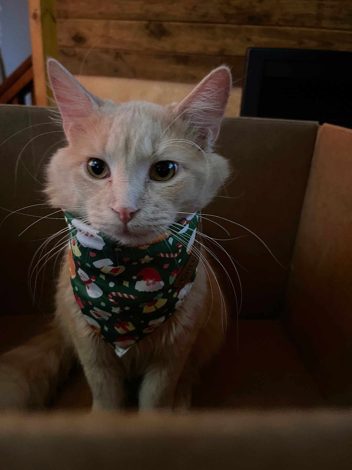 Baby Kitty joined the competition — help win amazing prizes! cat, feline, pet, animal, box, cardboard_box, bandana, holiday, christmas, festive, whiskers, ears, fur, cute, indoor, wooden_background, closeup, sitting, curious, domestic_animal