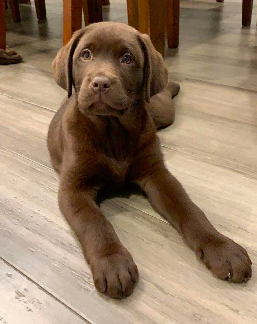 Loki is registered to the contest to win money with this photo: beagador, cane_corso, canidae, carnivore, companion_dog, dog, dog_breed, fawn, great_dane, labrador_retriever, liver, mammal, pointing_breed, puppy, retriever, snout, sporting_group, vertebrate, vizsla, weimaraner