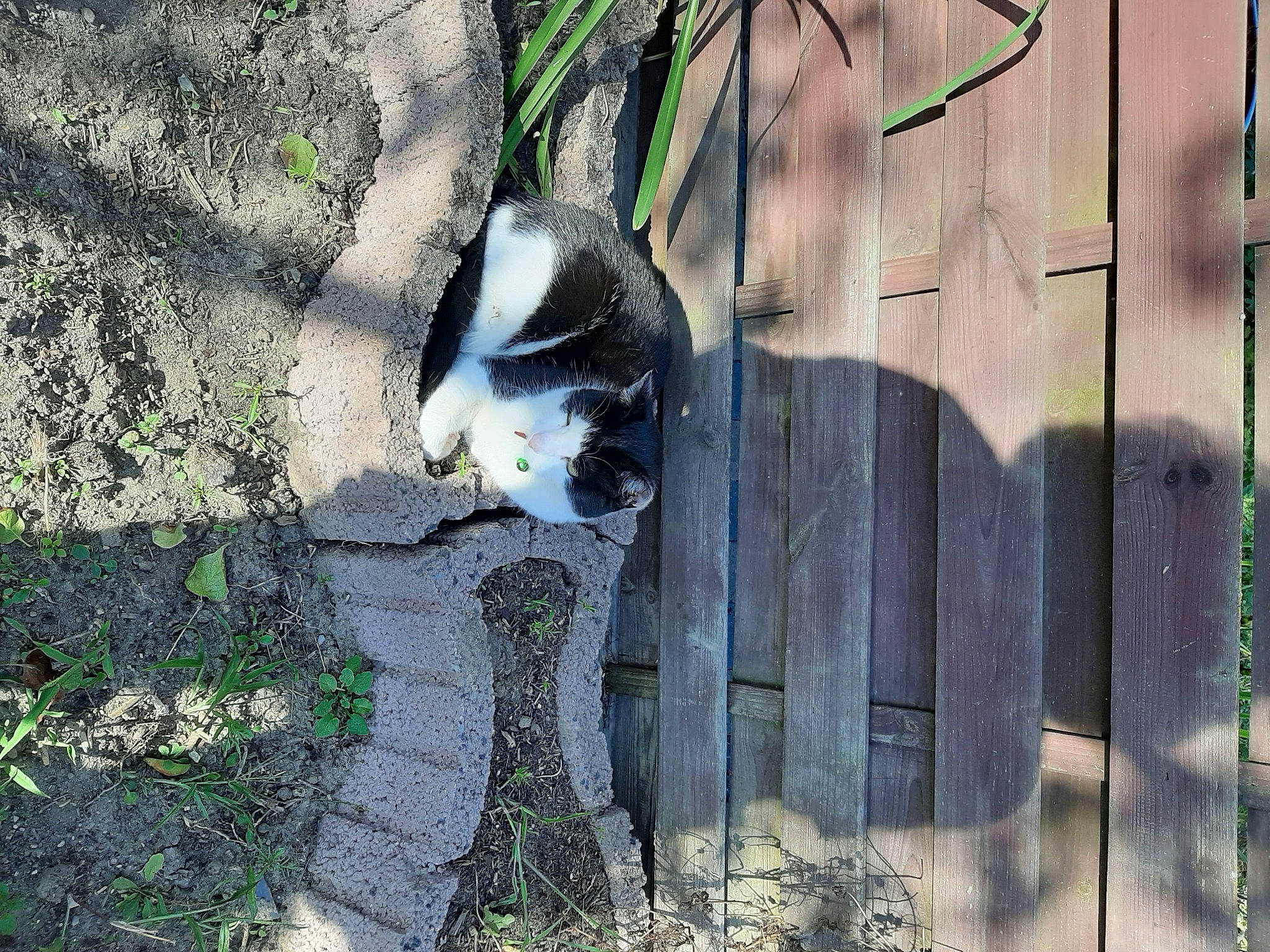 Figaro participe au concours pour gagner de l'argent avec cette photo : beak, canidae, carnivore, felidae, fur, grass, lemur, panda, plant, shadow, small_to_medium_sized_cats, snout, sporting_group, tail, terrestrial_animal, tree, trunk, twig, whiskers, wood