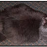 animal, black_cat, carpet, cat, close_up, cozy, ears, feline, flash, fur, glowing_eyes, indoor, loaf, long_hair, looking_up, pet, portrait, resting, tail, whiskers