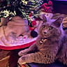 bokeh, cat, cat_face, christmas_tree, close_up, collar, cozy, feline, fur, gray_cat, holiday_decor, id_tag, indoor, pet, plush_toy, portrait, sitting, soft_lighting, tree_skirt, whiskers
