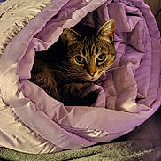 Vada joined the competition — help win amazing prizes! cat, tabby_cat, blanket, purple_blanket, rolled_blanket, cozy, indoor, pet, feline, fur, curious_eyes, snug, resting, soft_texture, comfort, warm, relaxed, animal, cute, wrapped