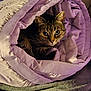cat, tabby_cat, blanket, purple_blanket, rolled_blanket, cozy, indoor, pet, feline, fur, curious_eyes, snug, resting, soft_texture, comfort, warm, relaxed, animal, cute, wrapped