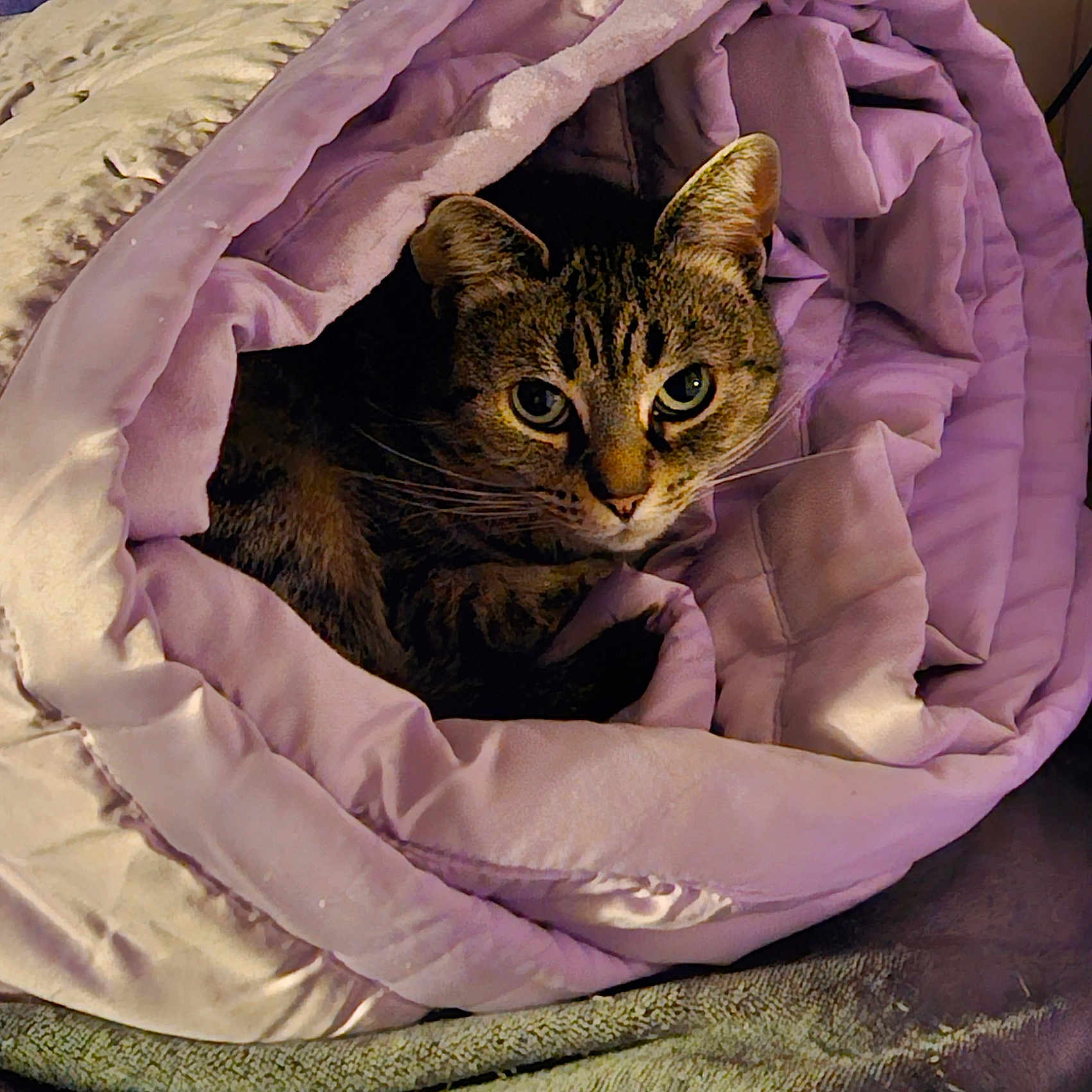 Vada joined the competition — help win amazing prizes! animal, blanket, cat, comfort, cozy, curious_eyes, cute, feline, fur, indoor, pet, purple_blanket, relaxed, resting, rolled_blanket, snug, soft_texture, tabby_cat, warm, wrapped