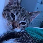 Tivali joined the competition — help win amazing prizes! cat, kitten, tabby, stripes, fur, whiskers, ears, eyes, nose, close_up, portrait, indoor, bedding, blanket, dresser, drawer, furniture, pet, cozy, sleepy