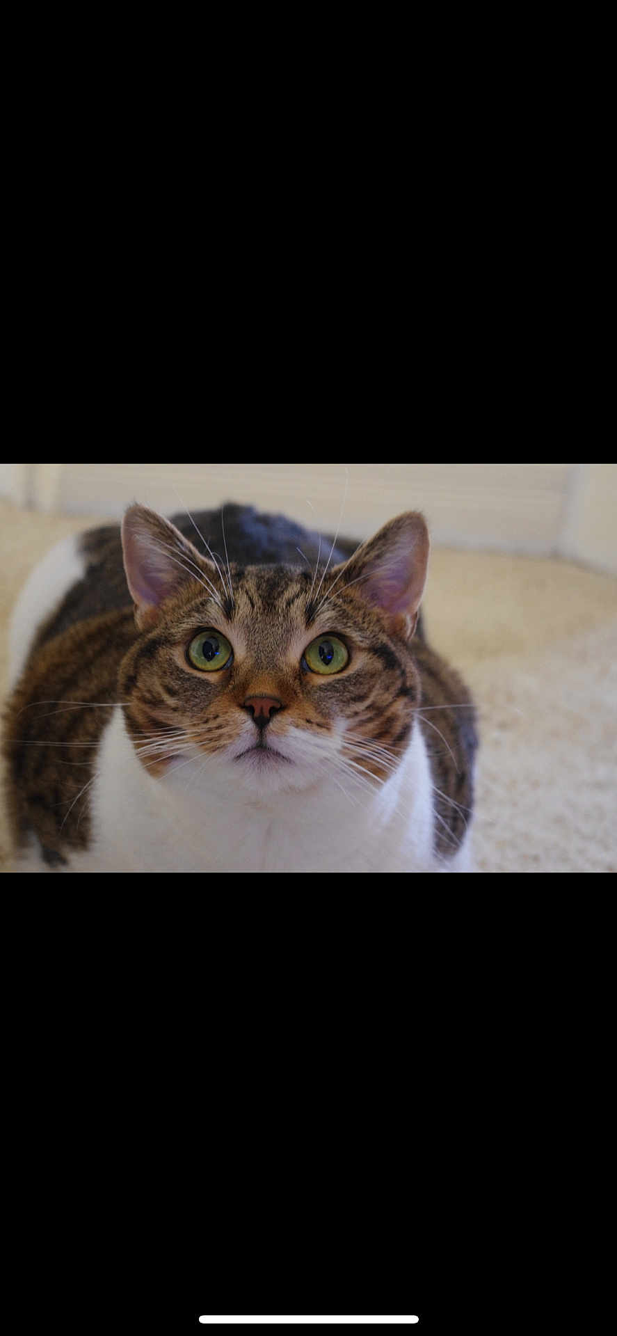 Tivali joined the competition — help win amazing prizes! cat, tabby, domestic_cat, green_eyes, whiskers, close_up, portrait, indoor, carpet, feline, ears, nose, fur, cute, curious, wide_eyes, sitting, pet, brown_white, looking_up