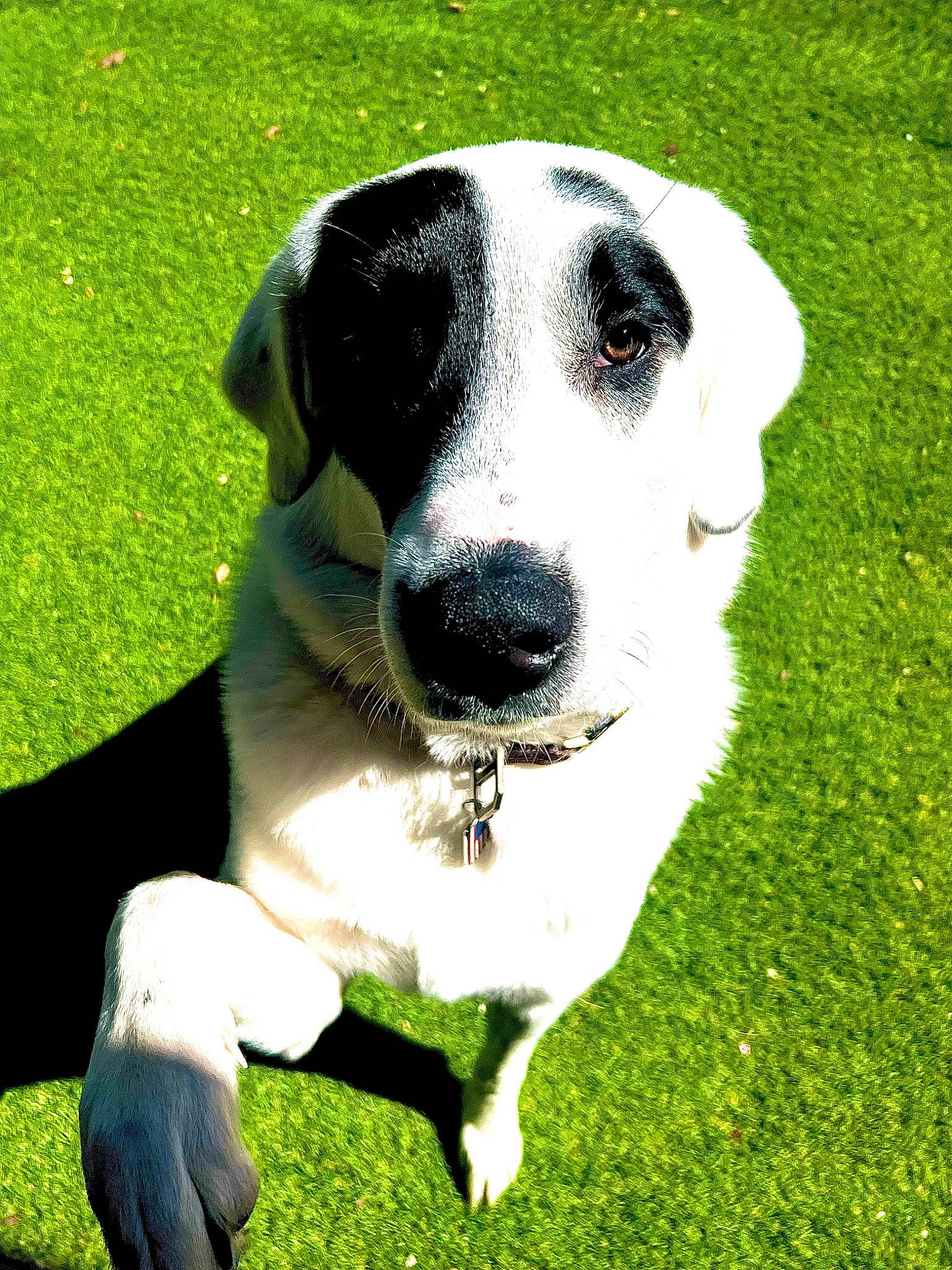 Bennett joined the competition — help win amazing prizes! canidae, carnivore, collar, companion_dog, dog, dog_breed, dog_collar, grass, non_sporting_group, plant, snout, sporting_group, terrestrial_animal, whiskers, working_animal, working_dog