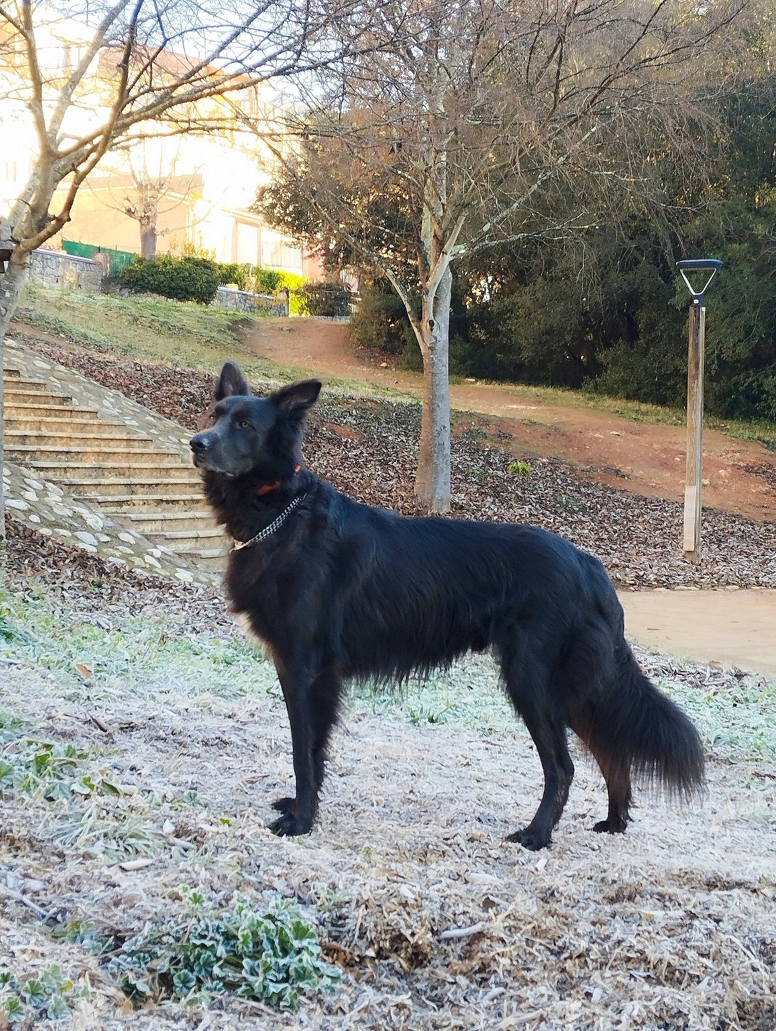 Rio participe au concours pour gagner de l'argent avec cette photo : borador, canidae, carnivore, collar, companion_dog, dog, dog_breed, dog_collar, fur, guard_dog, gun_dog, plant, sky, sporting_group, tail, terrestrial_animal, tree, wildlife, working_animal, working_dog