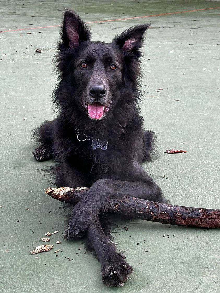 Rio participe au concours pour gagner de l'argent avec cette photo : canidae, carnivore, companion_dog, dog, dog_breed, dog_collar, dog_supply, fur, herding_dog, paw, snout, sporting_group, tail, terrestrial_animal, working_animal, working_dog