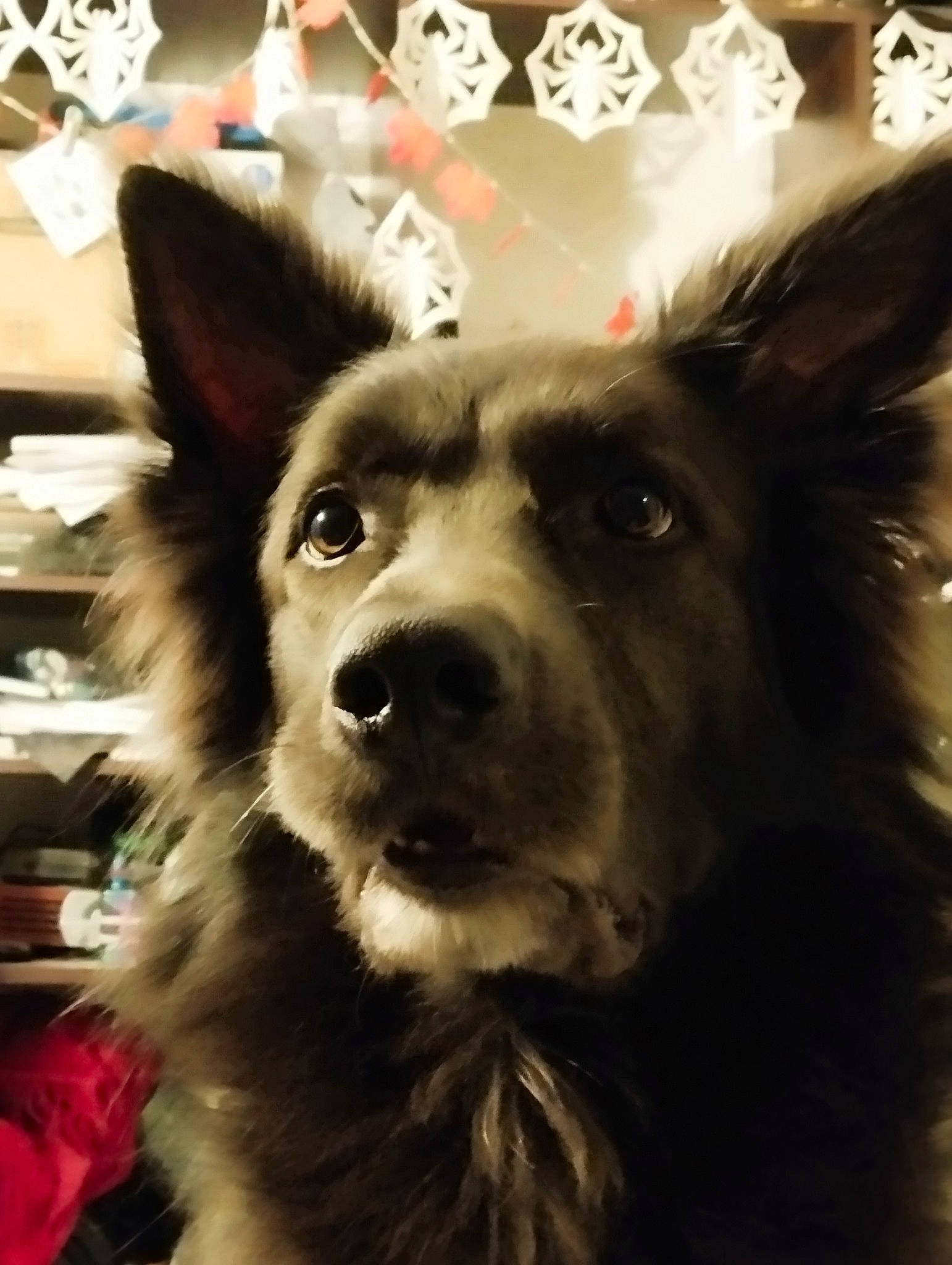 Rio a rejoint le concours — aidez-le/la à gagner de superbes lots ! canidae, carnivore, companion_dog, dog, dog_breed, dog_collar, ear, east_european_shepherd, fawn, fur, happy, herding_dog, mammal, shelf, snout, sporting_group, vertebrate, whiskers, working_animal, working_dog