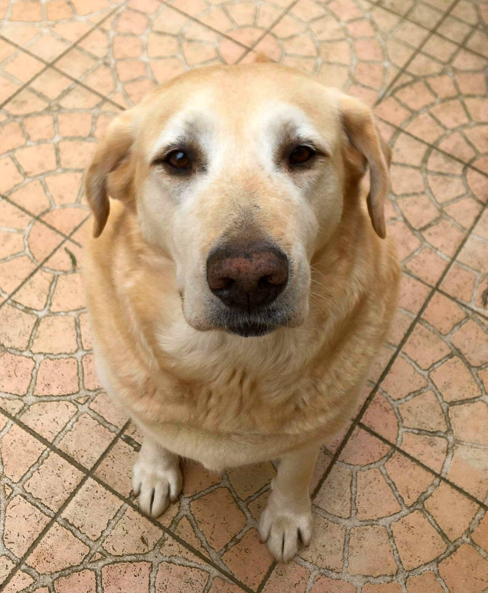 Didi participe au concours pour gagner de l'argent avec cette photo : anatolian_shepherd_dog, ancient_dog_breeds, canidae, carnivore, companion_dog, dog, dog_breed, fawn, golden_retriever, labrador_retriever, mammal, retriever, snout, sporting_group, street_dog, vertebrate