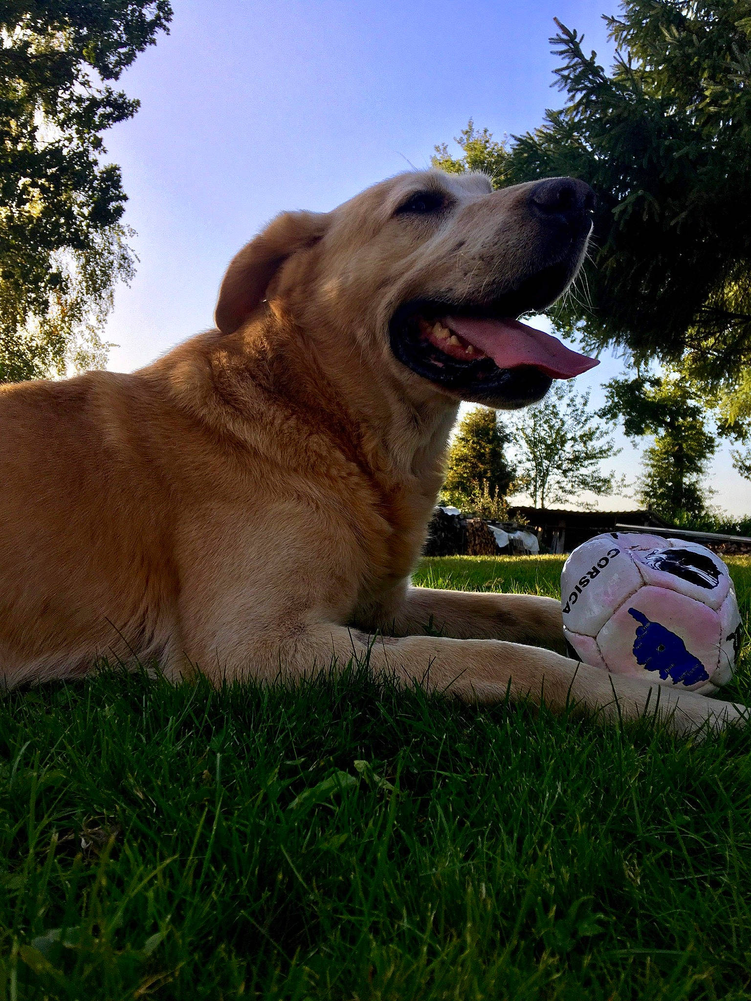 Didi a rejoint le concours — aidez-le/la à gagner de superbes lots ! canidae, carnivore, companion_dog, dog, dog_breed, fawn, golden_retriever, grass, labrador_retriever, lawn, mammal, plant, retriever, snout, sporting_group, vertebrate