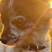 Tokyo a rejoint le concours — aidez-le/la à gagner de superbes lots ! dog, puppy, fluffy_fur, close_up, portrait, golden_hour, sunset, backlighting, outdoor, grass, collar, leash, brown_fur, white_fur, black_face, snout, whiskers, ears, pet, animal