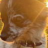 dog, puppy, fluffy_fur, close_up, portrait, golden_hour, sunset, backlighting, outdoor, grass, collar, leash, brown_fur, white_fur, black_face, snout, whiskers, ears, pet, animal