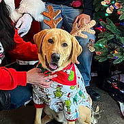 Ace is registered to the contest to win money with this photo: dog, golden_retriever, christmas_tree, reindeer_antlers, holiday_clothing, grinch_pajamas, festive, indoor, people, santa_costume, smiling_dog, decorations, christmas_lights, jeans, hand, black_shoes, carpeted_floor, holiday_spirit, cheerful, seasonal