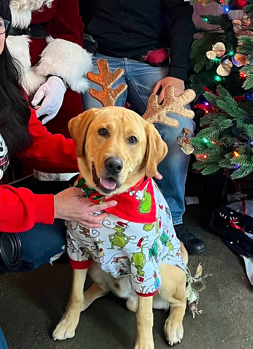 Ace is registered to the contest to win money with this photo: dog, golden_retriever, christmas_tree, reindeer_antlers, holiday_clothing, grinch_pajamas, festive, indoor, people, santa_costume, smiling_dog, decorations, christmas_lights, jeans, hand, black_shoes, carpeted_floor, holiday_spirit, cheerful, seasonal