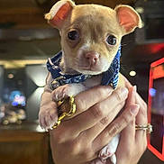 Barkley is registered to the contest to win money with this photo: puppy, dog, animal, pet, collar, blue, hand, human_hand, cute, small, young, indoors, blurred_background, fur, ears, face, paws, holding, closeup, adorable