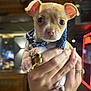 puppy, dog, animal, pet, collar, blue, hand, human_hand, cute, small, young, indoors, blurred_background, fur, ears, face, paws, holding, closeup, adorable
