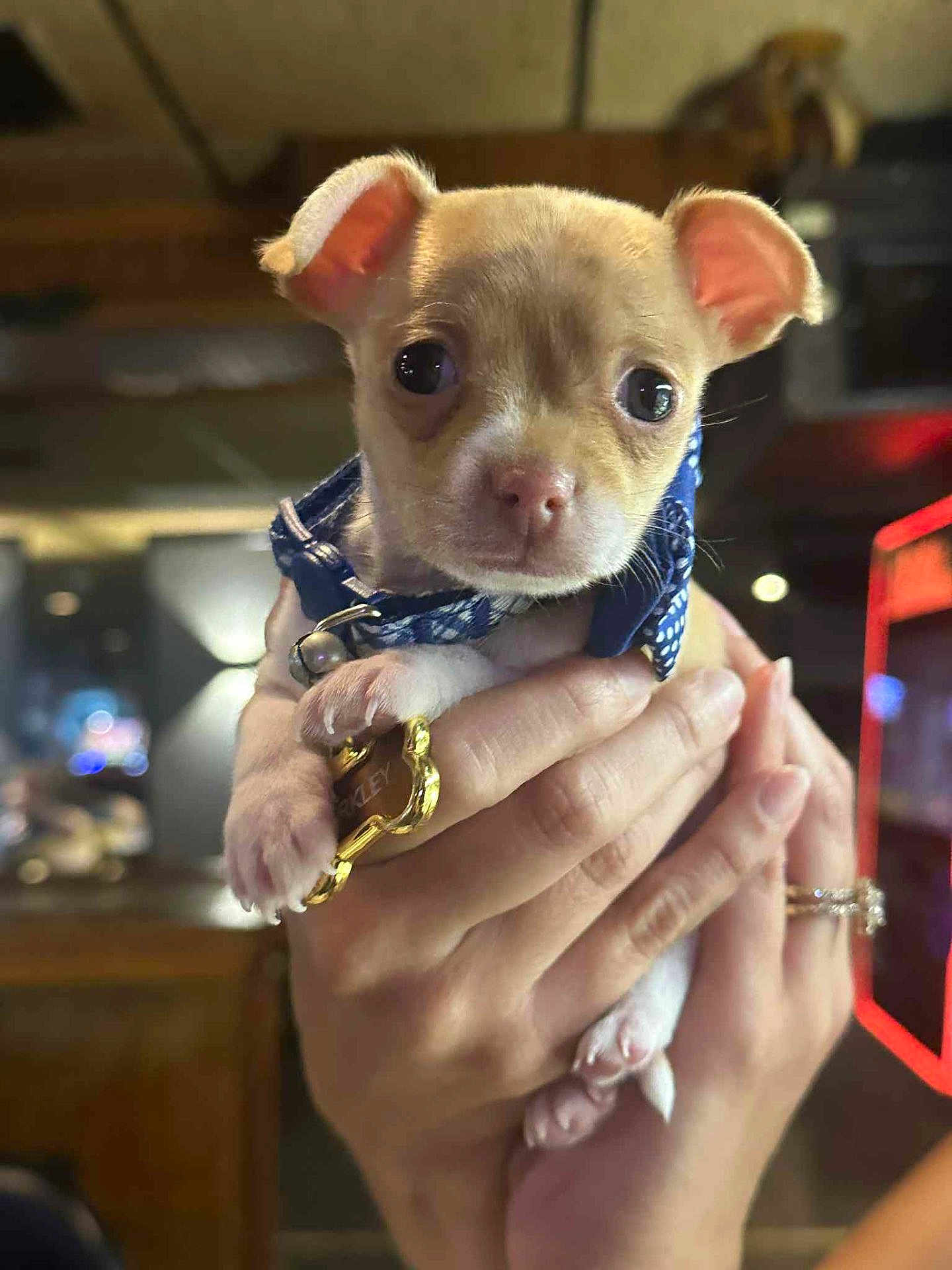 Barkley is registered to the contest to win money with this photo: puppy, dog, animal, pet, collar, blue, hand, human_hand, cute, small, young, indoors, blurred_background, fur, ears, face, paws, holding, closeup, adorable