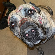 Koko joined the competition — help win amazing prizes! black, brindle, brown, canine, carpet, close_up, dog, ears, eyes, face, fur, household, indoor, lipstick_marks, looking_up, nose, pet, playful, red_marks, whiskers