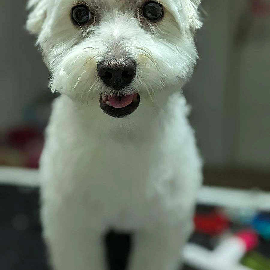 Dante joined the competition — help win amazing prizes! dog, white_dog, pet, animal, cute, fluffy, groomed, portrait, indoor, happy, tongue_out, standing, small_dog, companion, furry, mammal, domestic_animal, friendly, canine, looking_at_camera