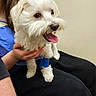 Dante is registered to the contest to win money with this photo: animal, bandage, blue_shirt, casual_clothing, companion, cute, dog, face, friendship, fur, hand, happy, indoor, lap, person, pet, sitting, smile, tongue_out, white_dog