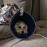 Dante is registered to the contest to win money with this photo: animal, blanket, close_up, comfort, cone_collar, couch, cozy, cute, dog, domestic, furniture, indoor, living_room, pet, relaxing, resting, sleepy, small_dog, soft, white_dog