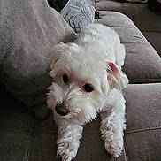 Dante joined the competition — help win amazing prizes! animal, companion, couch, cozy, cute, dog, domestic_animal, fluffy, friendly, fur, home, indoor, laying_down, pet, pillow, relaxed, resting, small_dog, sofa, white_dog