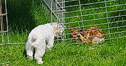 Dante joined the competition — help win amazing prizes! animal, curious, daytime, dog, fawn, fence, field, fluffy, grass, greenery, mammal, nature, outdoor, pet, playful, resting, sunlight, white_dog, wildlife, young_animal