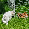 animal, curious, daytime, dog, fawn, fence, field, fluffy, grass, greenery, mammal, nature, outdoor, pet, playful, resting, sunlight, white_dog, wildlife, young_animal