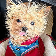 Andrew joined the competition — help win amazing prizes! adorable, animal, blue_harness, canine, close_up, companion, cozy, cute, dog, fur, furry, indoor, mesh_background, pet_bed, playful, portrait, red_sweater, scruffy, small_dog, tongue_out