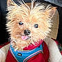 adorable, animal, blue_harness, canine, close_up, companion, cozy, cute, dog, fur, furry, indoor, mesh_background, pet_bed, playful, portrait, red_sweater, scruffy, small_dog, tongue_out