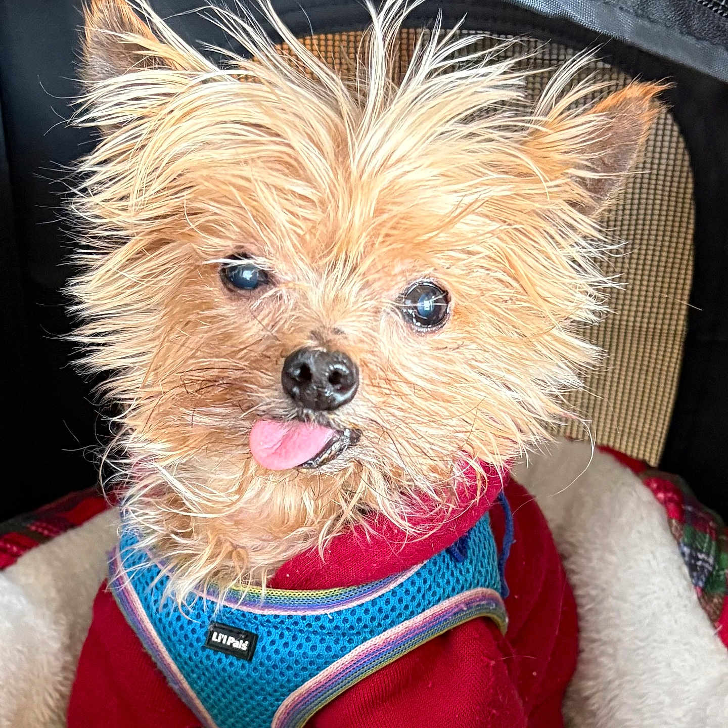 Andrew joined the competition — help win amazing prizes! adorable, animal, blue_harness, canine, close_up, companion, cozy, cute, dog, fur, furry, indoor, mesh_background, pet_bed, playful, portrait, red_sweater, scruffy, small_dog, tongue_out