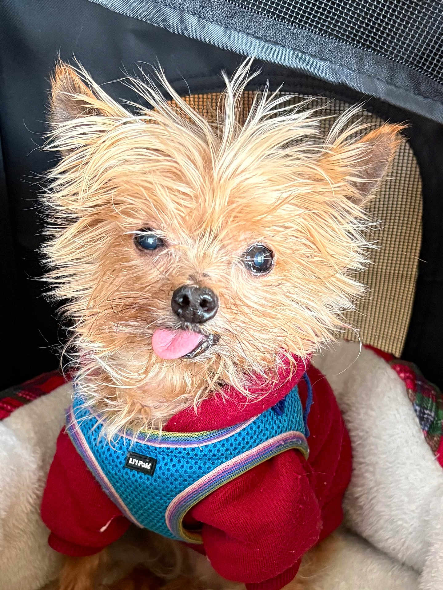 Andrew joined the competition — help win amazing prizes! adorable, animal, blue_harness, canine, close_up, companion, cozy, cute, dog, fur, furry, indoor, mesh_background, pet_bed, playful, portrait, red_sweater, scruffy, small_dog, tongue_out
