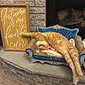 cat, orange_cat, fluffy, pet, feline, animal, indoors, fireplace, hearth, brick, chair, blue_chair, cushion, lying_down, upside_down, portrait, autumn, decor, cozy, home