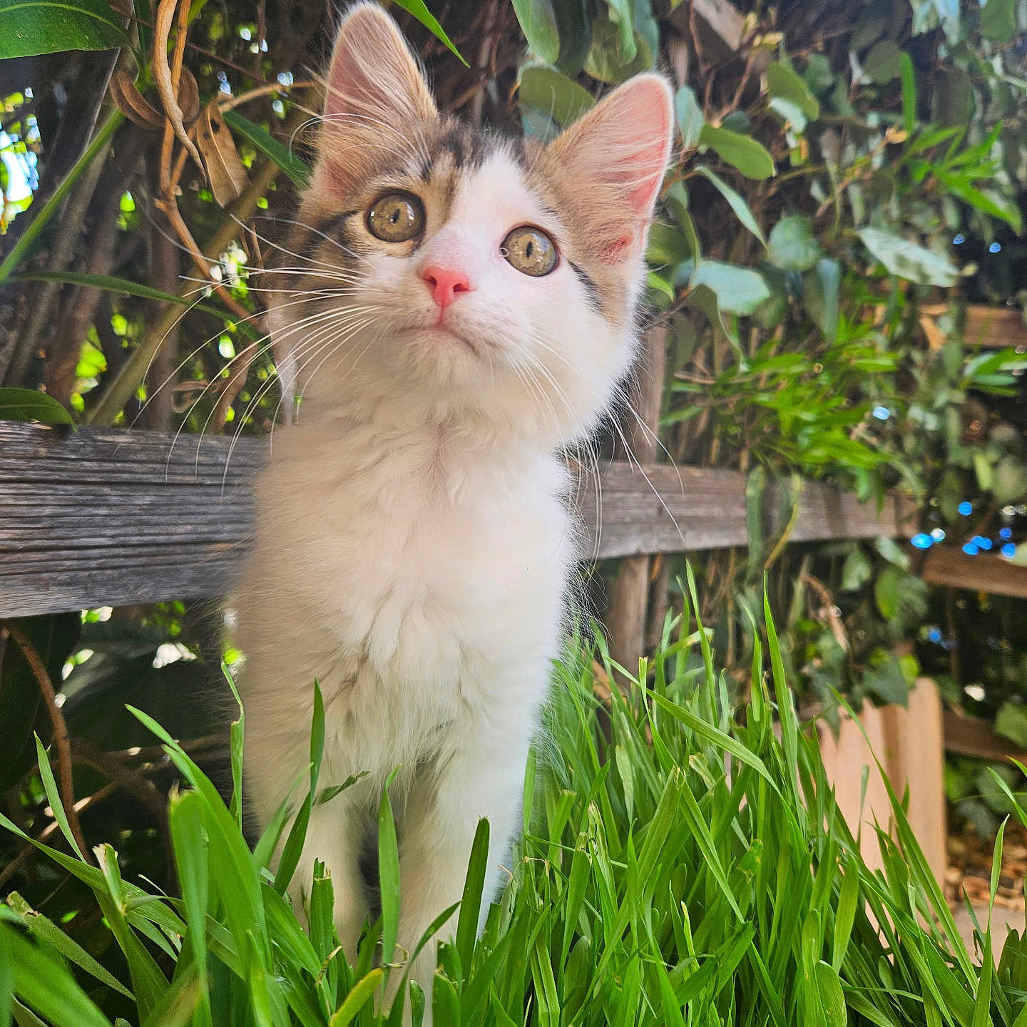 Kiwi a rejoint le concours — aidez-le/la à gagner de superbes lots ! abyssinian, angora, animal, backyard, cat, flower, grass, herbal, herbs, kitten, lawn, leaf, manx, nature, outdoors, pet, plant, pottedplant, vegetation, wood