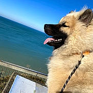 Odin a rejoint le concours — aidez-le/la à gagner de superbes lots ! animal, blue_sky, canine, collar, daylight, dog, fence, fluffy, happy, leash, nature, ocean, outdoor, pet, relaxation, sea, side_profile, sunny, tongue_out, water