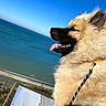 animal, blue_sky, canine, collar, daylight, dog, fence, fluffy, happy, leash, nature, ocean, outdoor, pet, relaxation, sea, side_profile, sunny, tongue_out, water