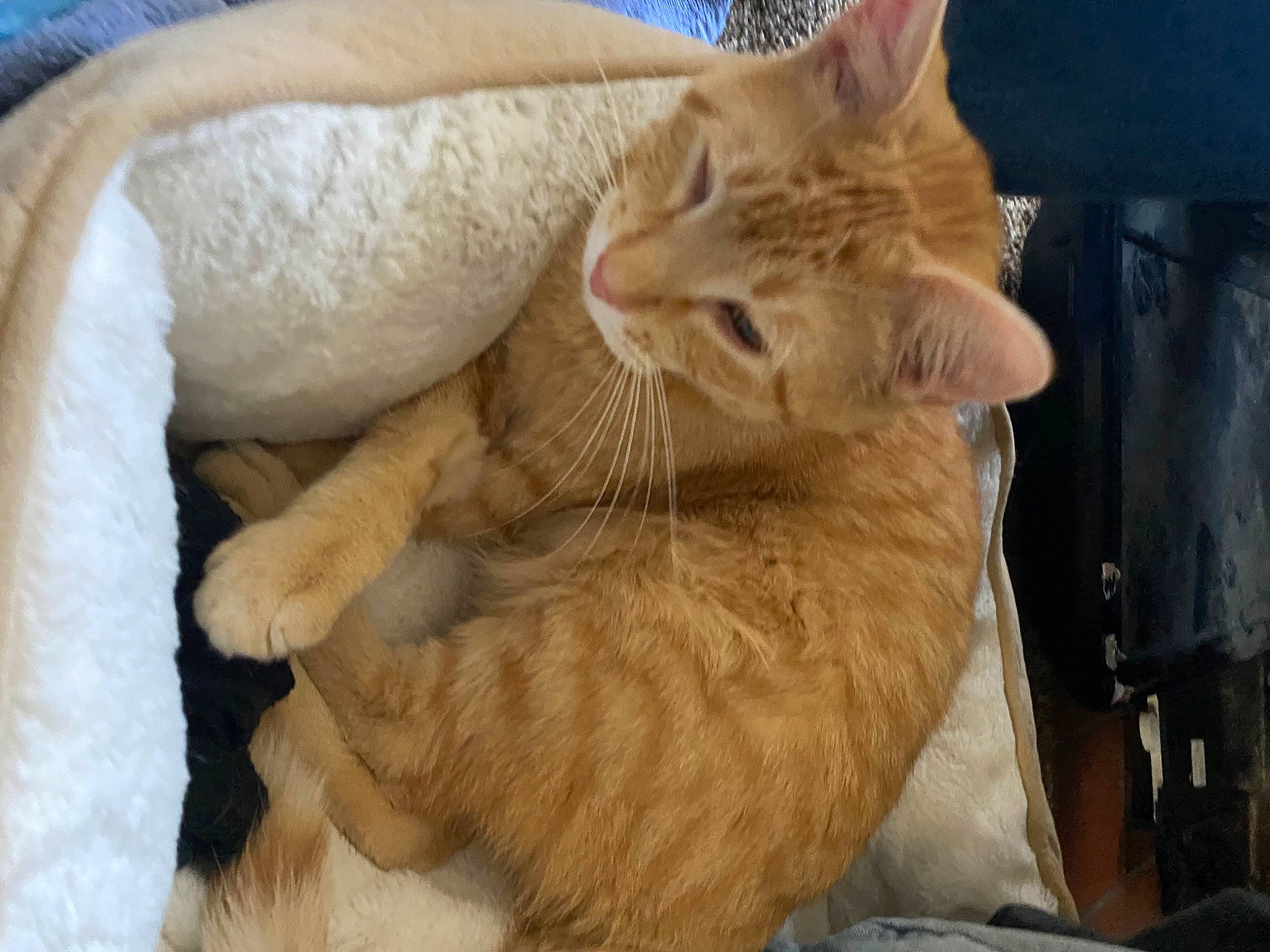 Router is registered to the contest to win money with this photo: carnivore, cat, cat_bed, cat_supply, claw, comfort, domestic_short_haired_cat, fawn, felidae, fur, gesture, nap, paw, sleep, small_to_medium_sized_cats, snout, tail, whiskers, wrinkle