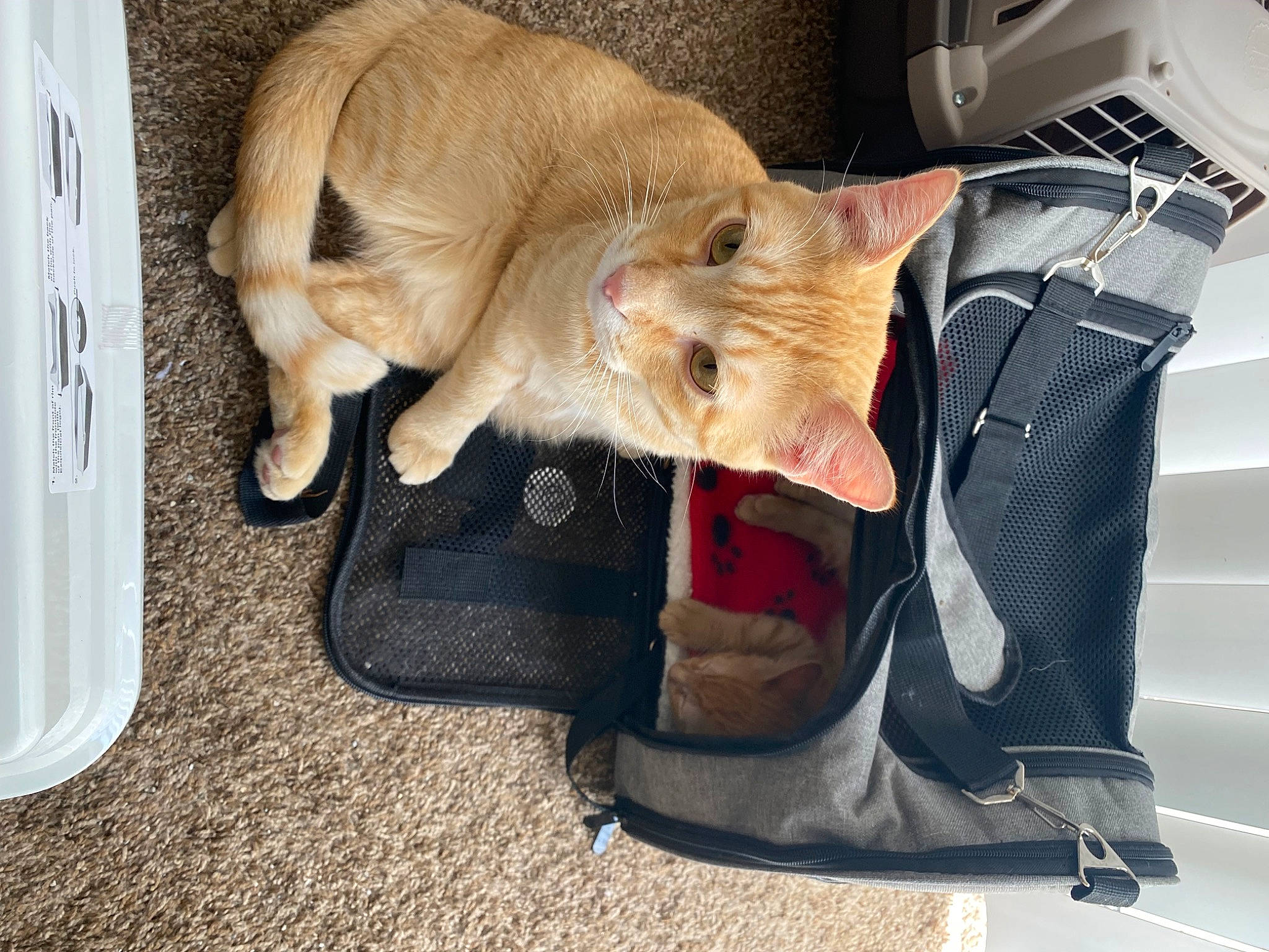 Modem joined the competition — help win amazing prizes! bag, baggage, canidae, carnivore, cat, claw, comfort, companion_dog, dog_breed, fawn, felidae, fur, luggage_and_bags, mammal, paw, small_to_medium_sized_cats, snout, sporting_group, tail, whiskers