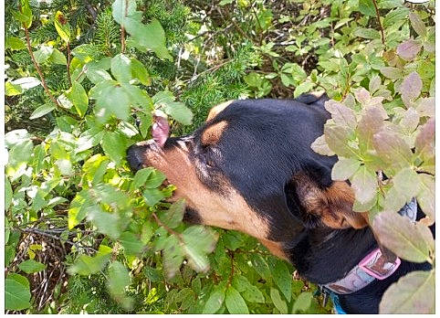 Jezzabell is registered to the contest to win money with this photo: canidae, carnivore, companion_dog, dog, dog_breed, flower, grass, groundcover, guard_dog, hunting_dog, liver, organism, plant, rottweiler, snout, sporting_group, terrestrial_animal, tree, working_animal, working_dog