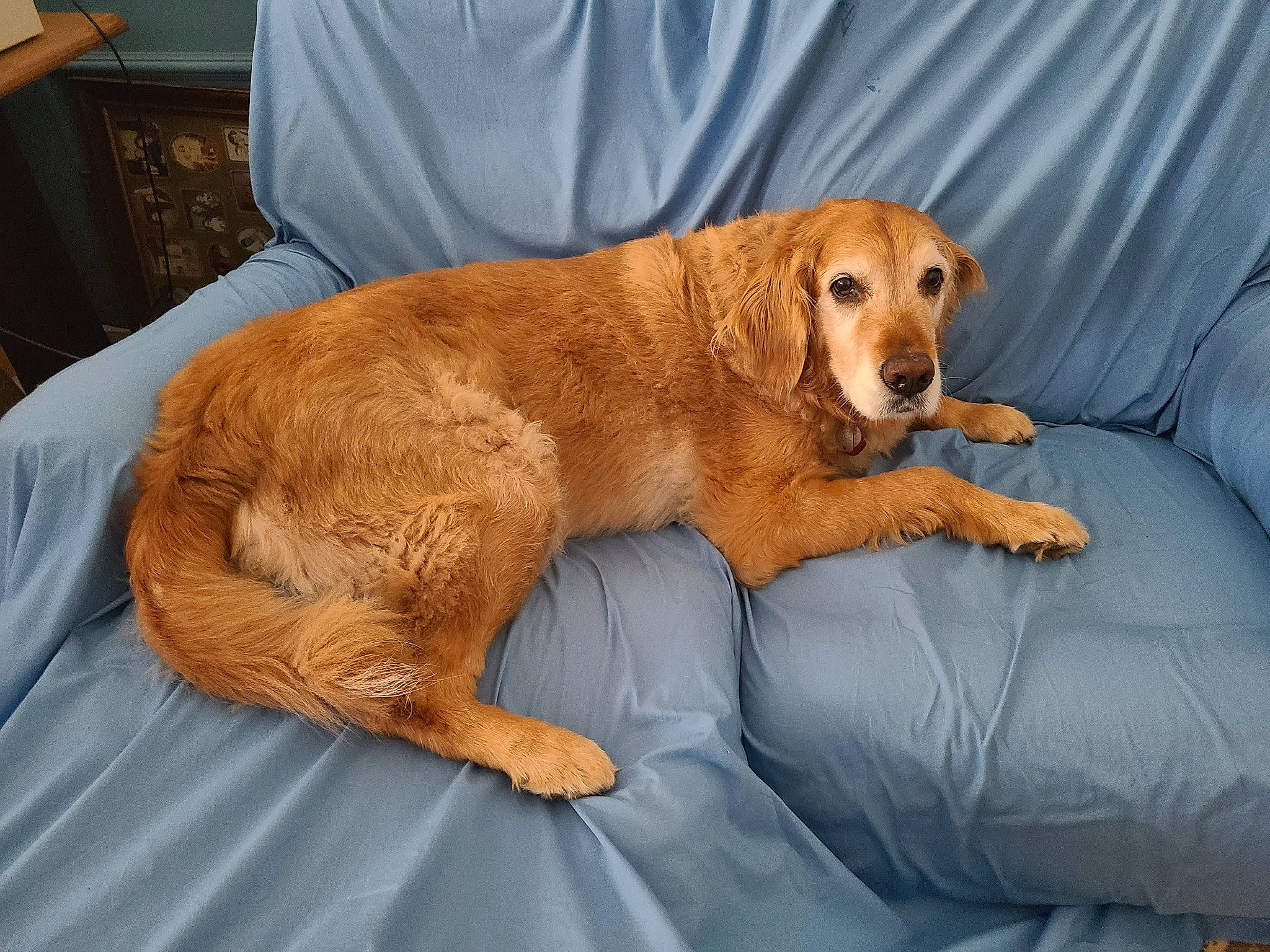 China is registered to the contest to win money with this photo: canidae, carnivore, chair, comfort, companion_dog, couch, dog, dog_breed, dog_supply, dog_toy, fawn, fur, liver, paw, retriever, snout, sporting_group, tail, whiskers, working_animal