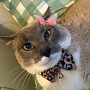 Sayuri is registered to the contest to win money with this photo: animal, bell, bowtie, butterfly, cat, close_up, collar, cute, eyes, face, feline, fur, gray, indoor, leopard_print, pet, pink, resting, whiskers, white