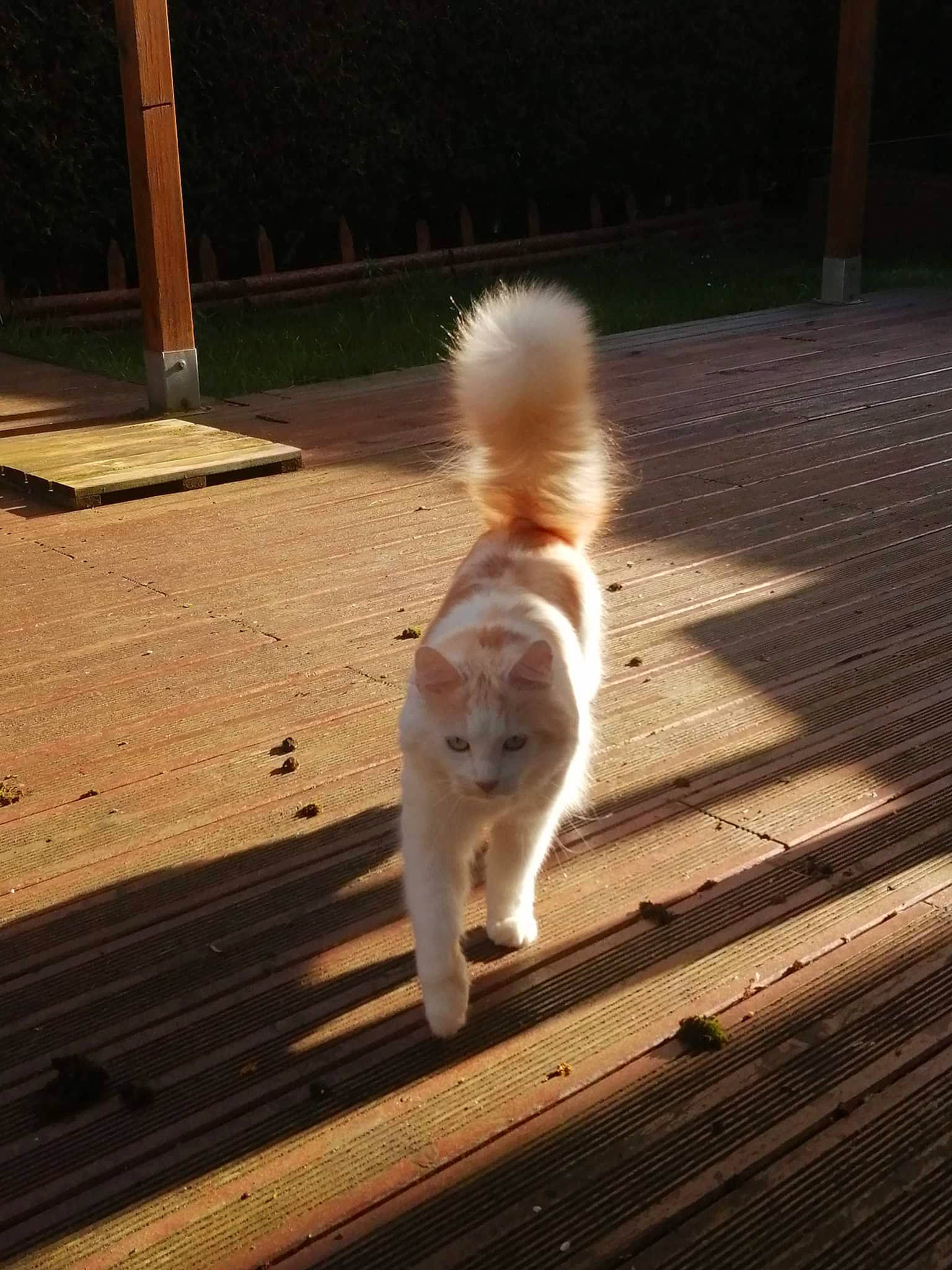 Rocket a rejoint le concours — aidez-le/la à gagner de superbes lots ! asphalt, carnivore, cat, companion_dog, dog_breed, fawn, felidae, flooring, fur, grass, hardwood, human_leg, road_surface, shadow, small_to_medium_sized_cats, snout, tail, tints_and_shades, whiskers, wood